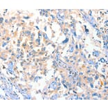 Immunohistochemistry - DUSP14 Antibody from Signalway Antibody (35730) - Antibodies.com