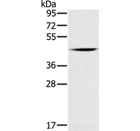 DUSP10 Antibody from Signalway Antibody (35732) - Antibodies.com