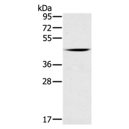 DUSP10 Antibody from Signalway Antibody (35732) - Antibodies.com