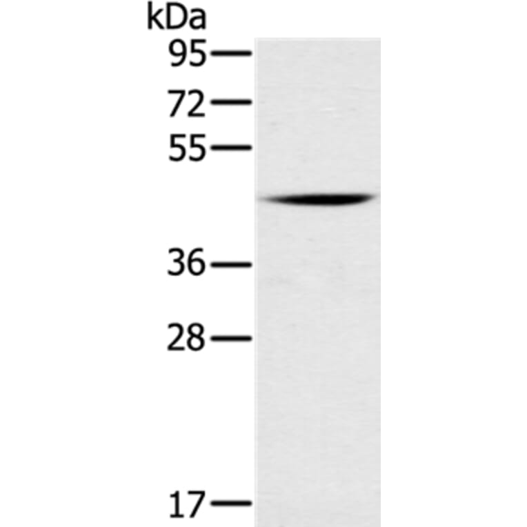 DUSP10 Antibody from Signalway Antibody (35732) - Antibodies.com