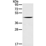 DUSP10 Antibody from Signalway Antibody (35732) - Antibodies.com