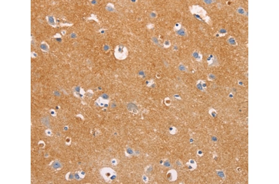 Immunohistochemistry - DUSP10 Antibody from Signalway Antibody (35732) - Antibodies.com