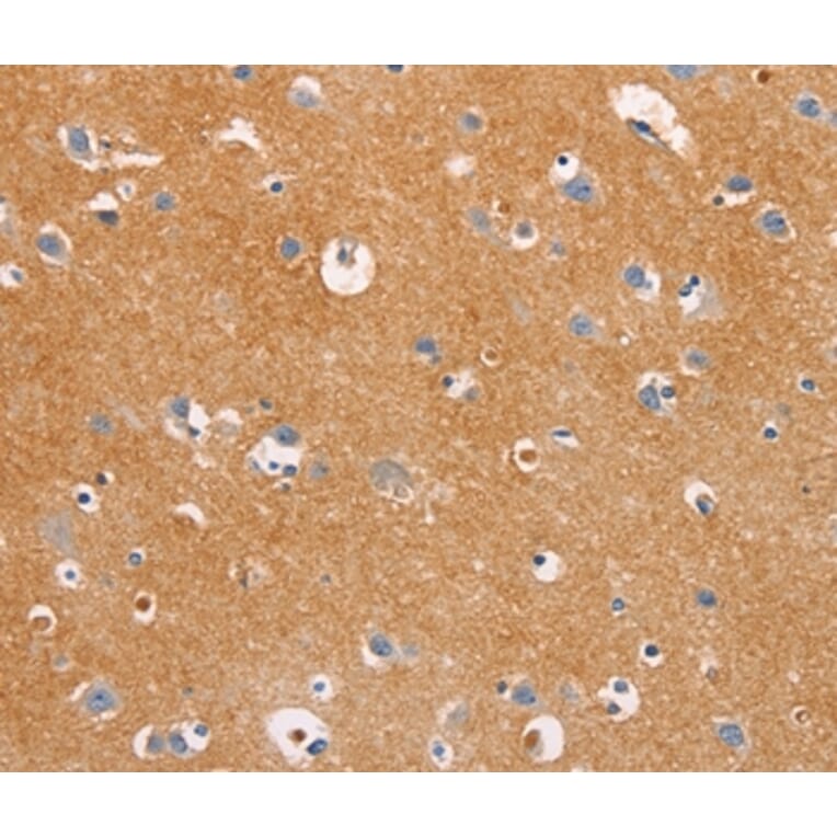 Immunohistochemistry - DUSP10 Antibody from Signalway Antibody (35732) - Antibodies.com