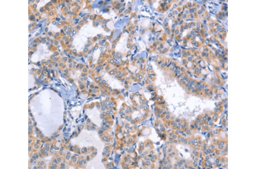 Immunohistochemistry - DUSP10 Antibody from Signalway Antibody (35732) - Antibodies.com