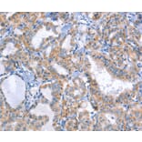 Immunohistochemistry - DUSP10 Antibody from Signalway Antibody (35732) - Antibodies.com