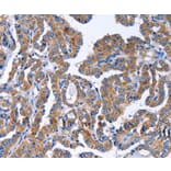 Immunohistochemistry - IGSF10 Antibody from Signalway Antibody (35777) - Antibodies.com