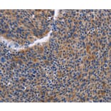 Immunohistochemistry - IGSF10 Antibody from Signalway Antibody (35777) - Antibodies.com