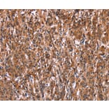 Immunohistochemistry - LILRB1 Antibody from Signalway Antibody (35790) - Antibodies.com