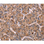 Immunohistochemistry - LILRB1 Antibody from Signalway Antibody (35790) - Antibodies.com