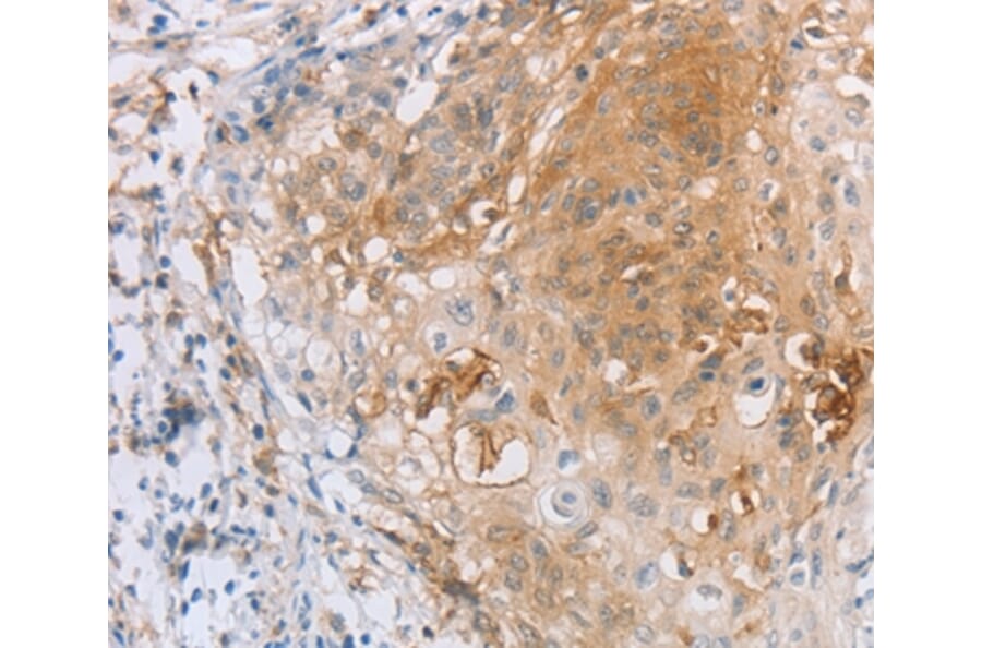 Immunohistochemistry - LILRB2 Antibody from Signalway Antibody (35791) - Antibodies.com