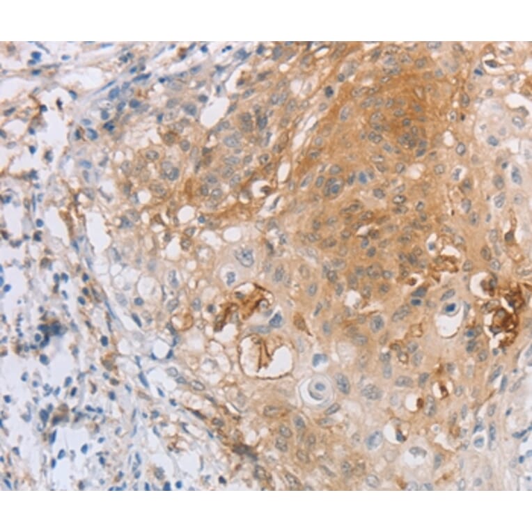 Immunohistochemistry - LILRB2 Antibody from Signalway Antibody (35791) - Antibodies.com