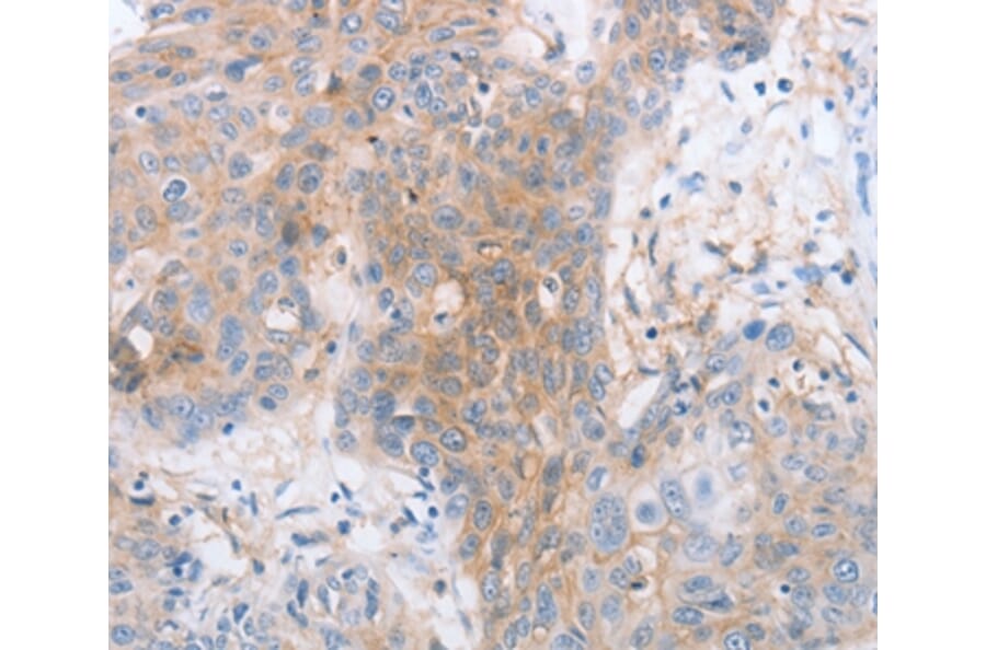 Immunohistochemistry - LILRB2 Antibody from Signalway Antibody (35791) - Antibodies.com