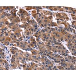 Immunohistochemistry - NFATC3 Antibody from Signalway Antibody (35836) - Antibodies.com