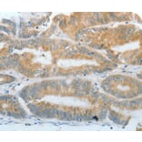 Immunohistochemistry - DNAJC3 Antibody from Signalway Antibody (35857) - Antibodies.com
