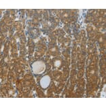 Immunohistochemistry - DNAJC3 Antibody from Signalway Antibody (35857) - Antibodies.com