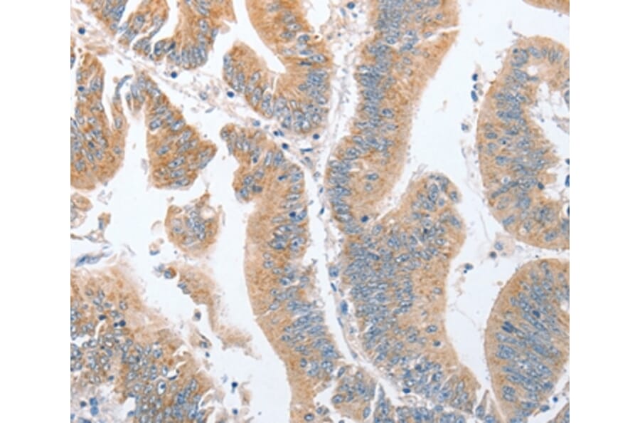 Immunohistochemistry - PARD6A Antibody from Signalway Antibody (35868) - Antibodies.com