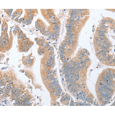 Immunohistochemistry - PARD6A Antibody from Signalway Antibody (35868) - Antibodies.com