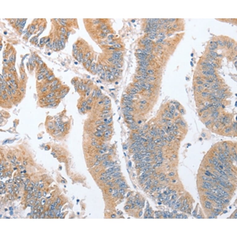 Immunohistochemistry - PARD6A Antibody from Signalway Antibody (35868) - Antibodies.com