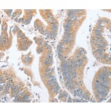 Immunohistochemistry - PARD6A Antibody from Signalway Antibody (35868) - Antibodies.com