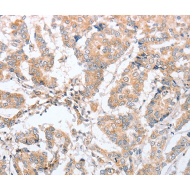 Immunohistochemistry - PARD6A Antibody from Signalway Antibody (35868) - Antibodies.com