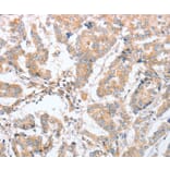 Immunohistochemistry - PARD6A Antibody from Signalway Antibody (35868) - Antibodies.com