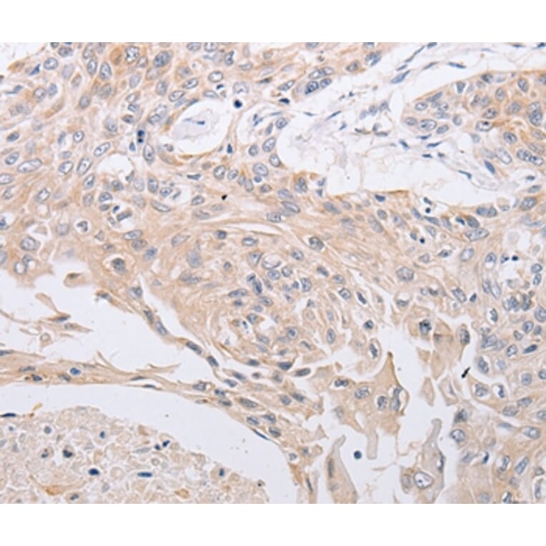 Immunohistochemistry - PIWIL1 Antibody from Signalway Antibody (35880) - Antibodies.com