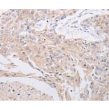 Immunohistochemistry - PIWIL1 Antibody from Signalway Antibody (35880) - Antibodies.com