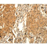 Immunohistochemistry - PRKACG Antibody from Signalway Antibody (35881) - Antibodies.com