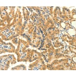 Immunohistochemistry - PRKACG Antibody from Signalway Antibody (35881) - Antibodies.com