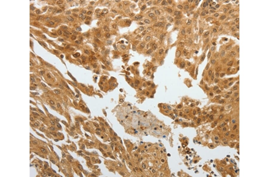 Immunohistochemistry - RETNLB Antibody from Signalway Antibody (35905) - Antibodies.com
