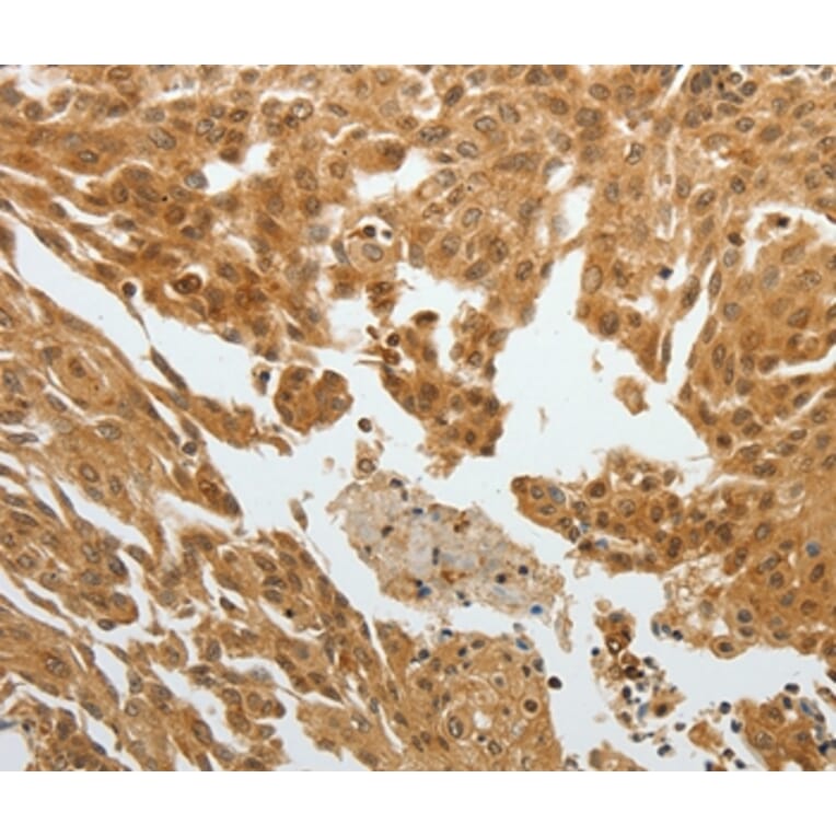 Immunohistochemistry - RETNLB Antibody from Signalway Antibody (35905) - Antibodies.com