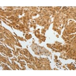 Immunohistochemistry - RETNLB Antibody from Signalway Antibody (35905) - Antibodies.com