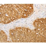 Immunohistochemistry - S100A1 Antibody from Signalway Antibody (35908) - Antibodies.com