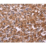 Immunohistochemistry - SPATA7 Antibody from Signalway Antibody (35942) - Antibodies.com