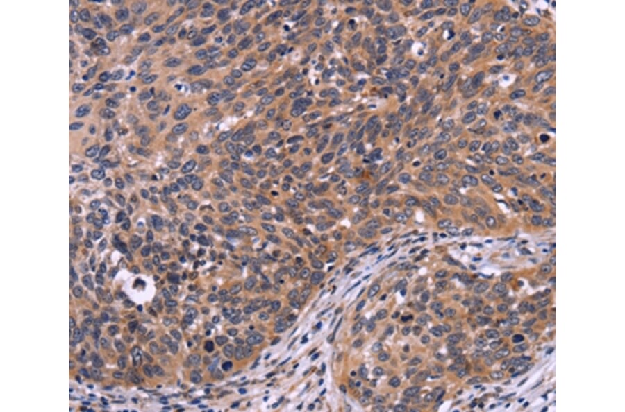 Immunohistochemistry - SPATA7 Antibody from Signalway Antibody (35942) - Antibodies.com