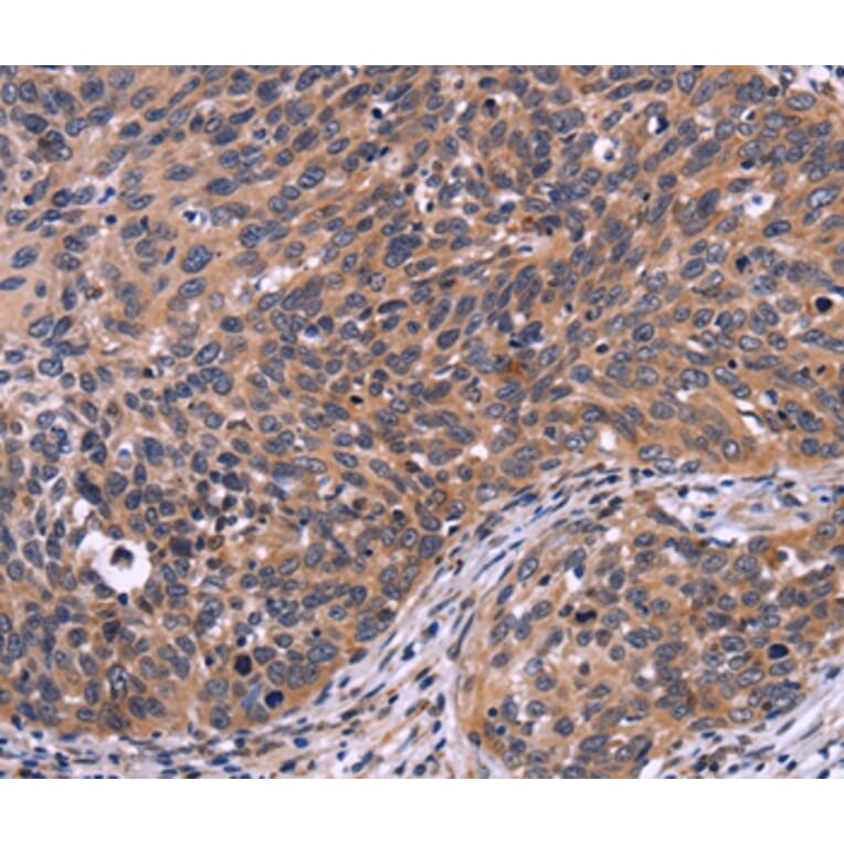 Immunohistochemistry - SPATA7 Antibody from Signalway Antibody (35942) - Antibodies.com