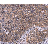 Immunohistochemistry - SPATA7 Antibody from Signalway Antibody (35942) - Antibodies.com