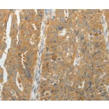 Immunohistochemistry - MAP4K5 Antibody from Signalway Antibody (35950) - Antibodies.com
