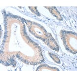 Immunohistochemistry - ACTL7B Antibody from Signalway Antibody (36029) - Antibodies.com
