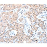 Immunohistochemistry - ADAM21 Antibody from Signalway Antibody (36044) - Antibodies.com