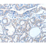 Immunohistochemistry - ADAM21 Antibody from Signalway Antibody (36044) - Antibodies.com