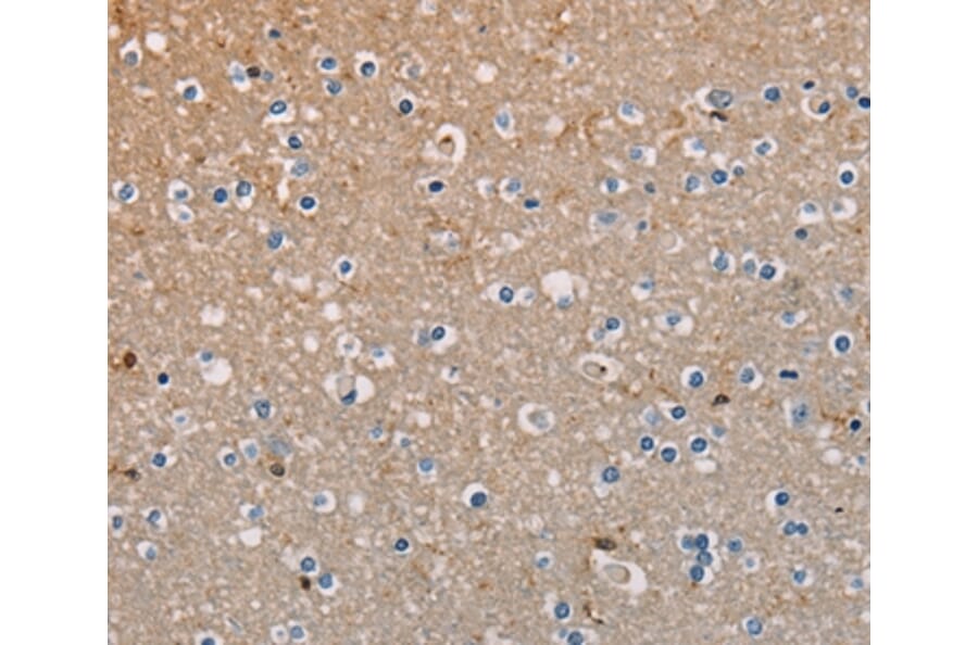 Immunohistochemistry - AMBRA1 Antibody from Signalway Antibody (36091) - Antibodies.com