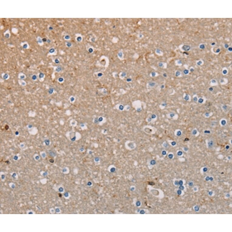 Immunohistochemistry - AMBRA1 Antibody from Signalway Antibody (36091) - Antibodies.com