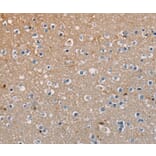 Immunohistochemistry - AMBRA1 Antibody from Signalway Antibody (36091) - Antibodies.com