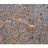 Immunohistochemistry - AMBRA1 Antibody from Signalway Antibody (36091) - Antibodies.com