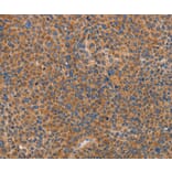 Immunohistochemistry - PRKAA2 Antibody from Signalway Antibody (36097) - Antibodies.com