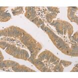 Immunohistochemistry - SNAP91 Antibody from Signalway Antibody (36109) - Antibodies.com