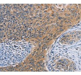 Immunohistochemistry - ORMDL3 Antibody from Signalway Antibody (36145) - Antibodies.com