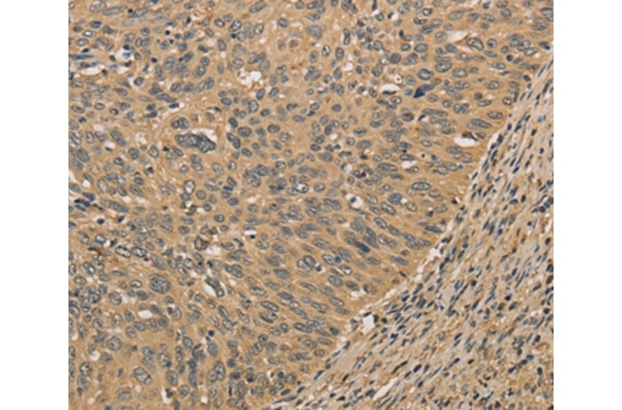 Immunohistochemistry - PRDM14 Antibody from Signalway Antibody (36151) - Antibodies.com