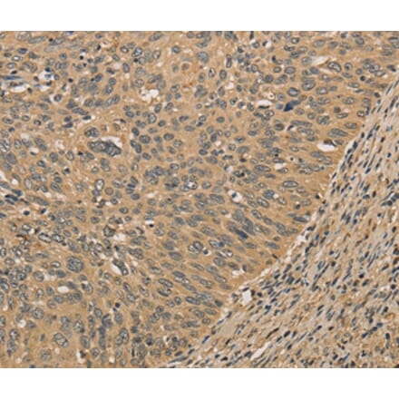 Immunohistochemistry - PRDM14 Antibody from Signalway Antibody (36151) - Antibodies.com